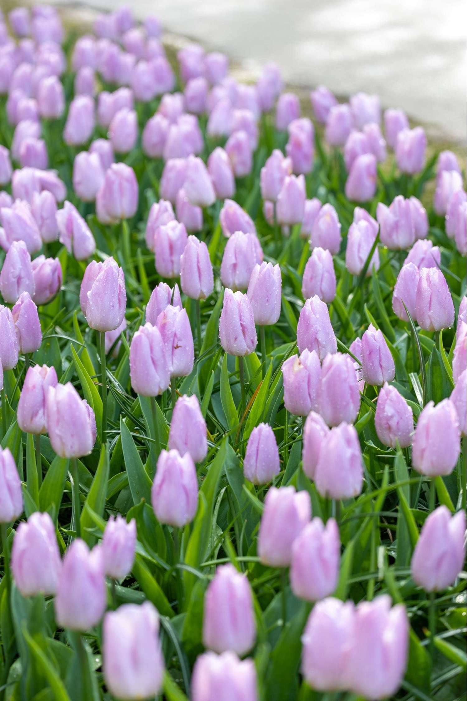 Tulpe 'Candy Prince' - Tulipaner